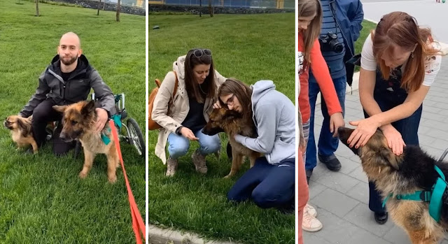 They Abandoned This Dog After he got sick they left him alone at the Building site with 2 legs Paralyzed