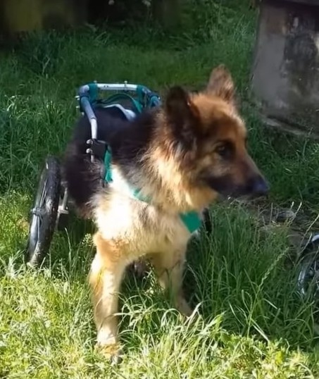 They Abandoned This Dog After he got sick they left him alone at the Building site with 2 legs Paralyzed