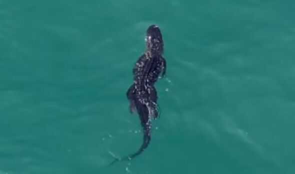 Large 10-foot alligator seen in a rare sight swimming towards the beach - archeology and animals Blog