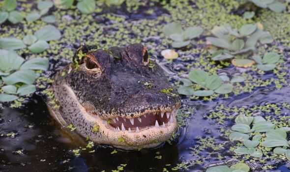 Large 10-foot alligator seen in a rare sight swimming towards the beach - archeology and animals Blog