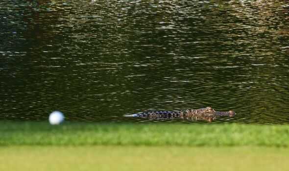 Large 10-foot alligator seen in a rare sight swimming towards the beach - archeology and animals Blog