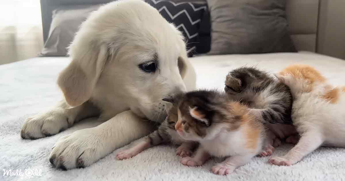 Golden Retriever Happily Babysits Newborn Kittens with Friendly Demeanor.