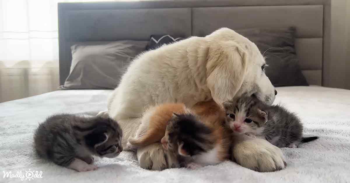 Golden Retriever Happily Babysits Newborn Kittens with Friendly Demeanor.