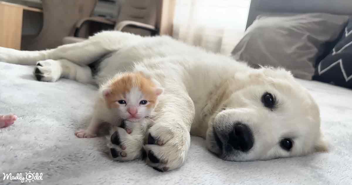 Golden Retriever Happily Babysits Newborn Kittens with Friendly Demeanor.