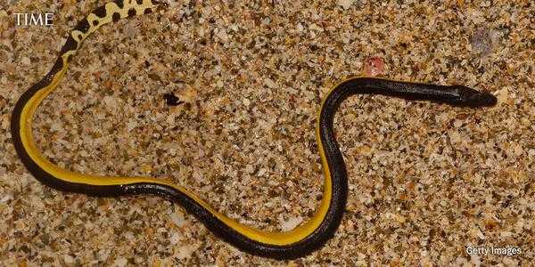 First time in 30 years that a highly poisonous sea snake has washed up on Californian shores - archeology and animals Blog