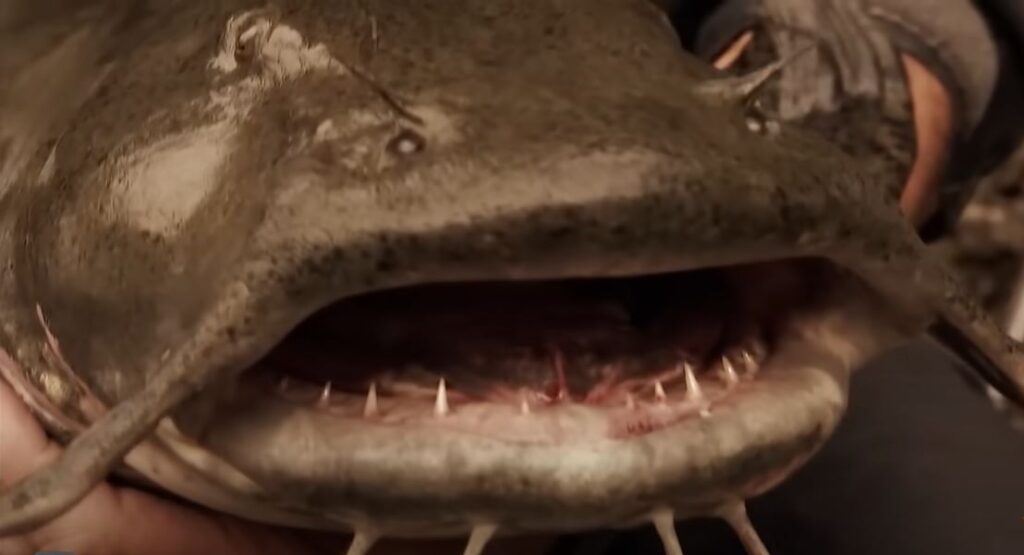 The Fish With 555 Teeth Is The Most Dangerous