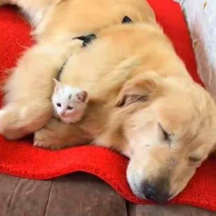 Golden Retriever saved a little kitten, brought him home and began to take care of him. - Juligal