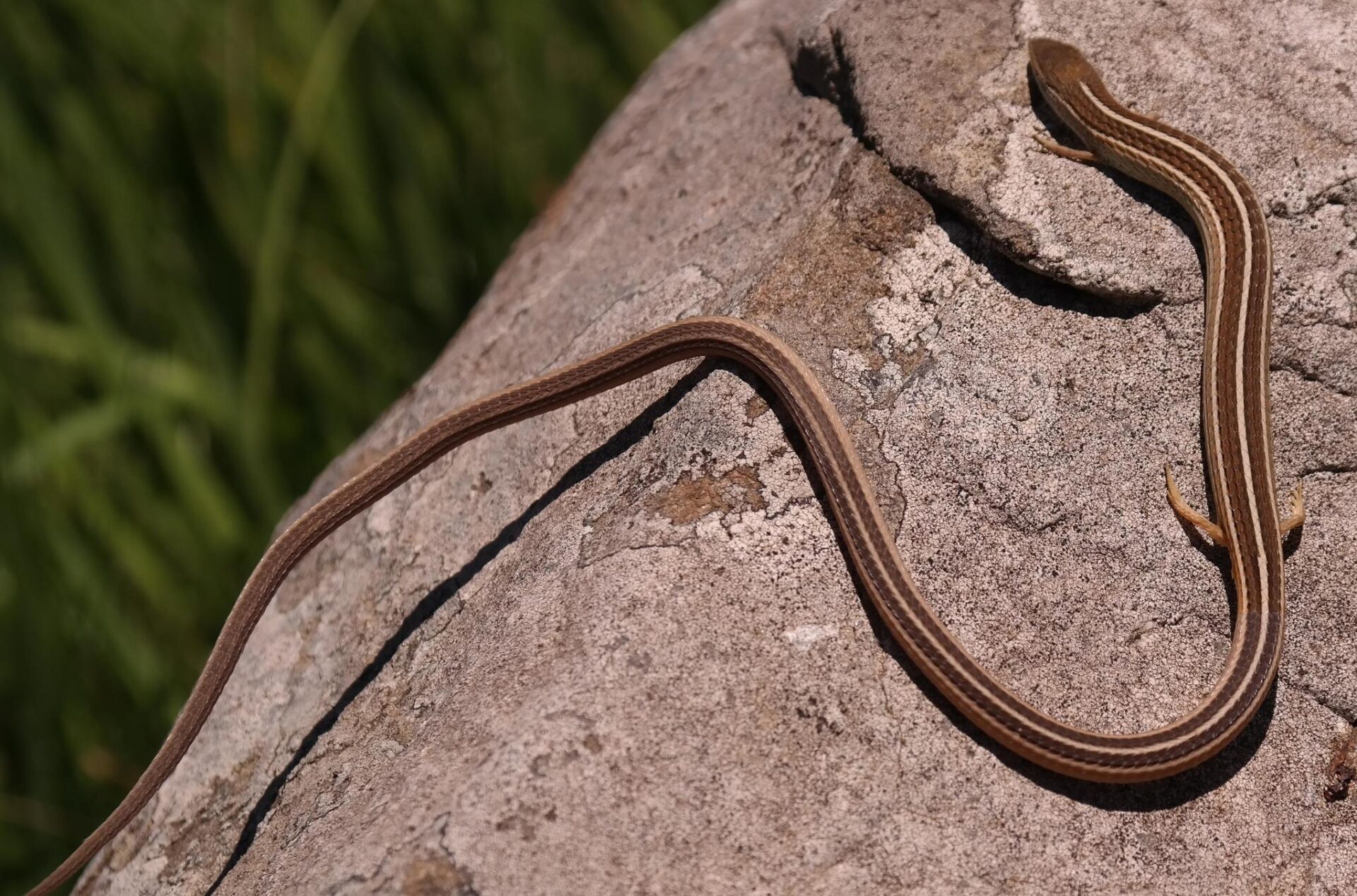 Extremely Rare Four-legged Snake With A Strange Shape Appears In ...