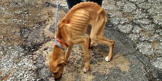 Rescued a dog chained for 19 years, depressed and sad to the point of pity