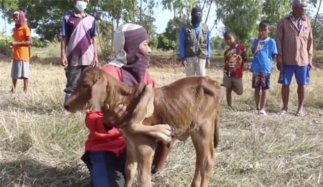 Thai villagers rushed to touch the 5-legged mutant calf for good luck - 1