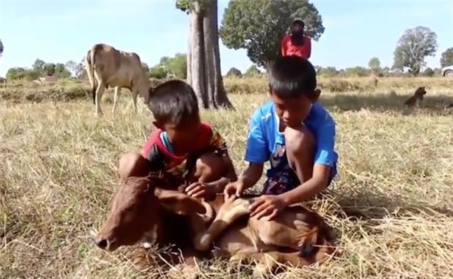 Thai villagers flocked to touch the 5-legged mutant calf for good luck - 2