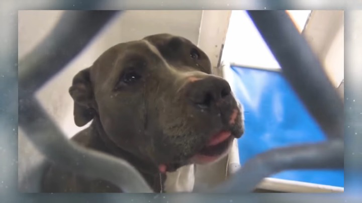 Devoted Dog Couldn’t Stop Crying at the Shelter after Being Abandoned by Owner