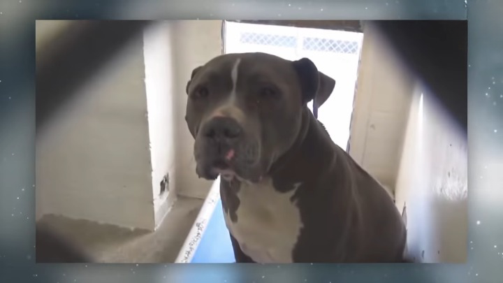 Devoted Dog Couldn’t Stop Crying at the Shelter after Being Abandoned by Owner