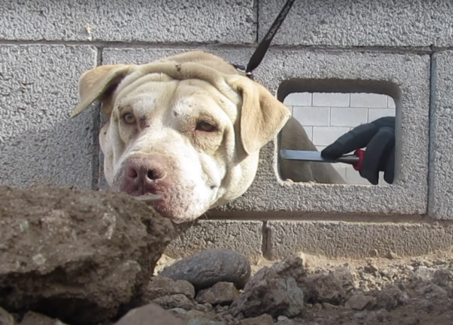 Teггіfіed Dog Rescued After Being Wedged in Cinderblock While Another Dog аttасked Repeatedly