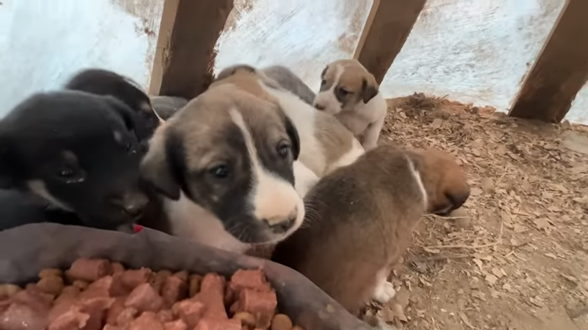 The Heartwarming Rescue of a Mother Dog and Her Starving Pups