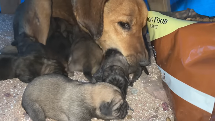 The Heartwarming Rescue of a Mother Dog and Her Starving Pups