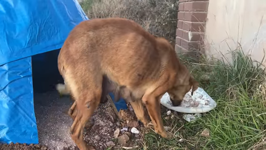 The Heartwarming Rescue of a Mother Dog and Her Starving Pups