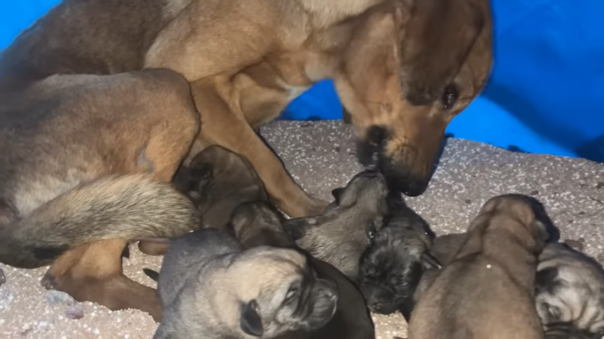 The Heartwarming Rescue of a Mother Dog and Her Starving Pups