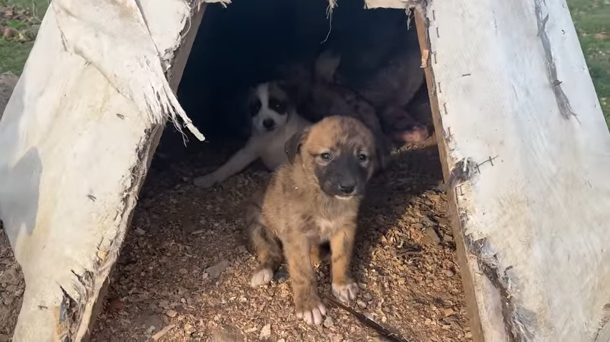 The Heartwarming Rescue of a Mother Dog and Her Starving Pups