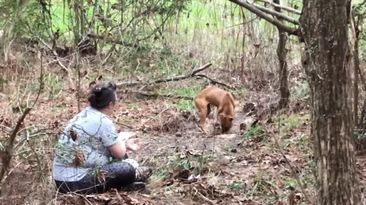 Dying Dog Dumped in Forest Fighting For Its Life is Rescued in Texas