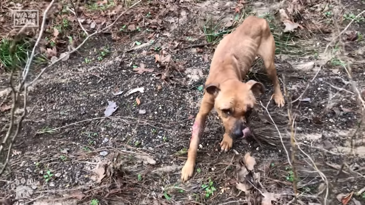 Dying Dog Dumped in Forest Fighting For Its Life is Rescued in Texas