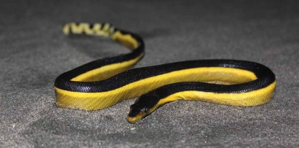 First time in 30 years that a highly poisonous sea snake has washed up on Californian shores - archeology and animals Blog