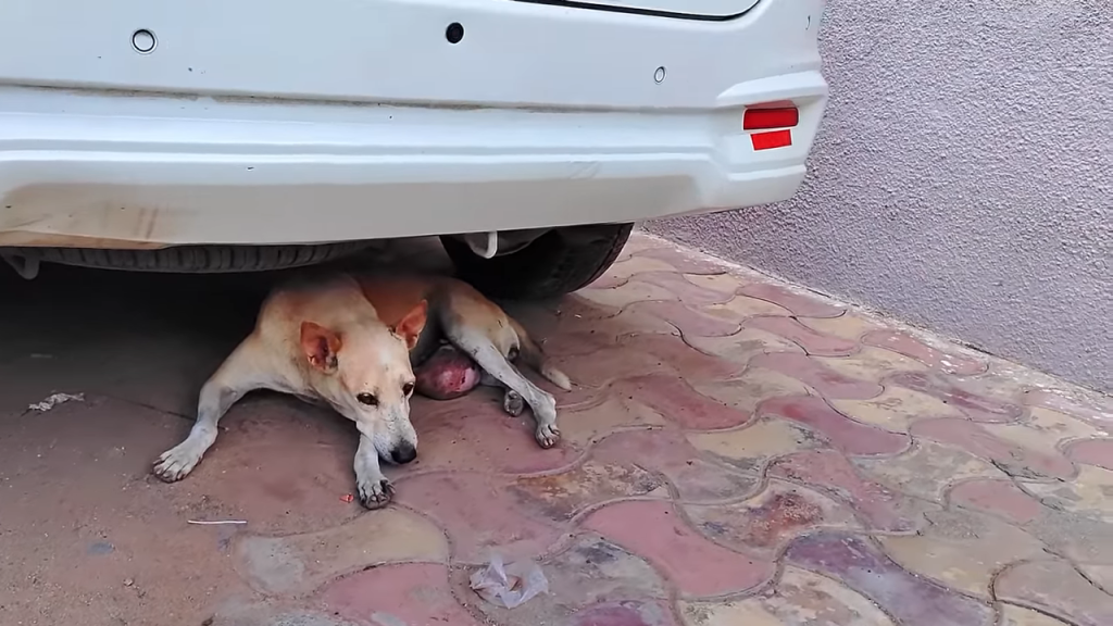 Elderly Street Dog Rescued with Massive Tumor on her Stomach