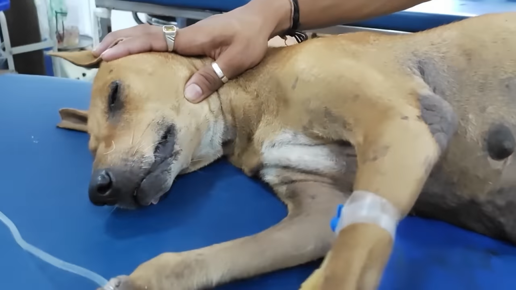 Elderly Street Dog Rescued with Massive Tumor on her Stomach