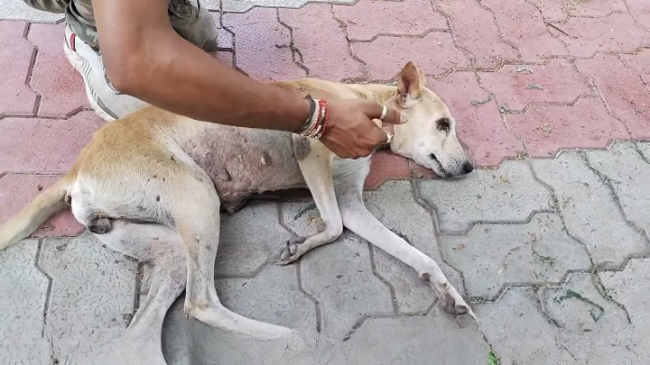 Elderly Street Dog Rescued with Massive Tumor on her Stomach