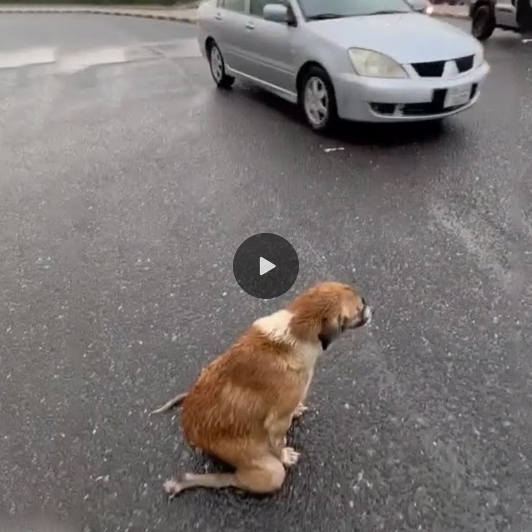 Every Day, This Kind Mother Still Drags Thin Body To The Street To Ask 