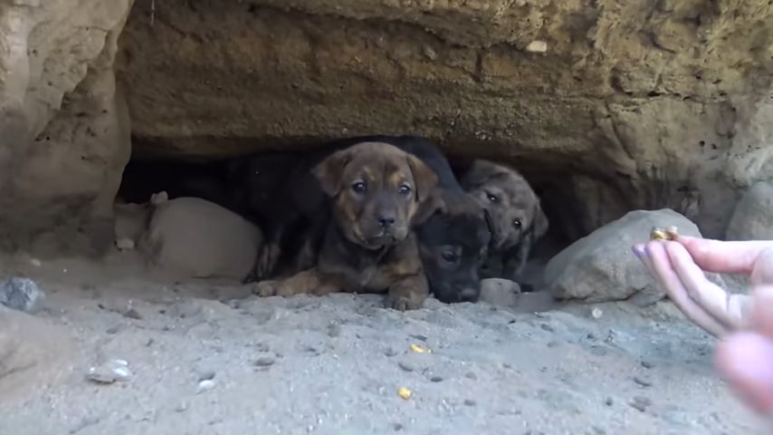 48 hours suffocating to rescue puppies living in a mountain cave 18 feet long