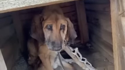 Rescued a dog chained for 19 years, depressed and sad to the point of pity