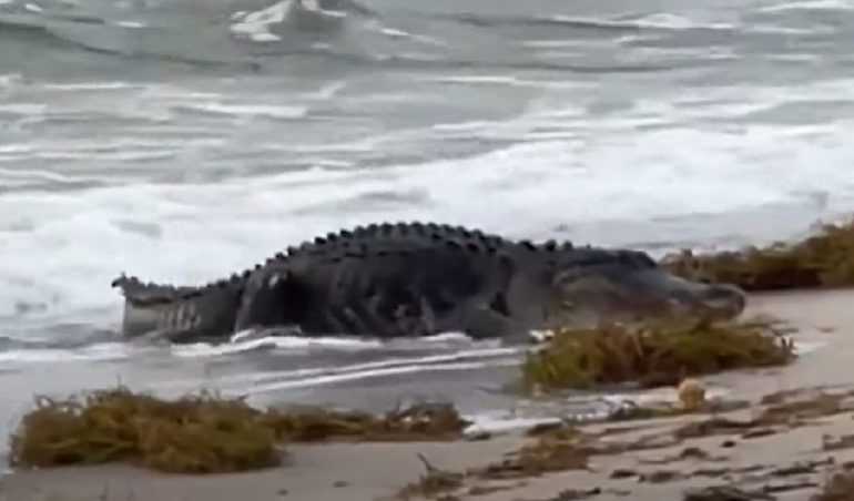 Large 10-foot alligator seen in a rare sight swimming towards the beach - archeology and animals Blog