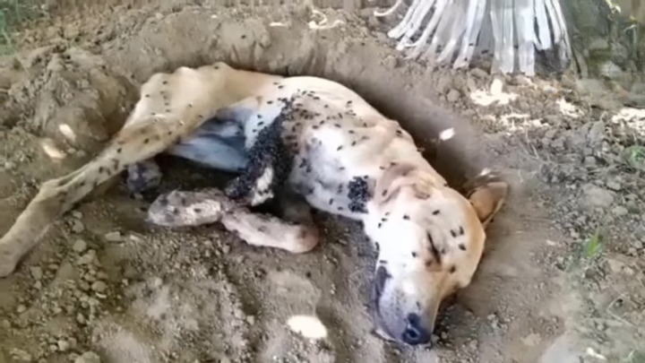 He Whimpering In Pain As Larvae And Flies Destroyed His Wound Which Is Covered In Dirt…