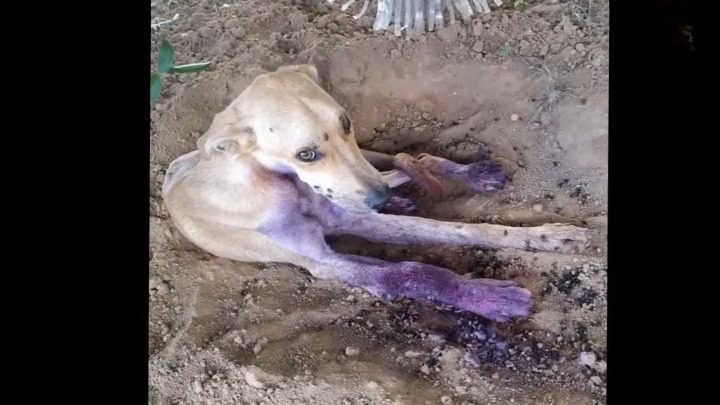 He Whimpering In Pain As Larvae And Flies Destroyed His Wound Which Is Covered In Dirt…