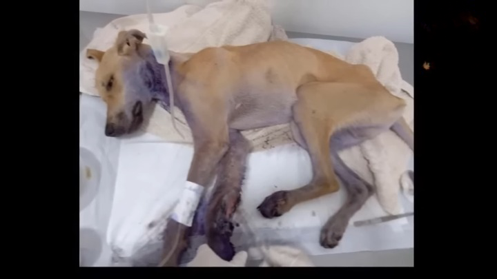 He Whimpering In Pain As Larvae And Flies Destroyed His Wound Which Is Covered In Dirt…