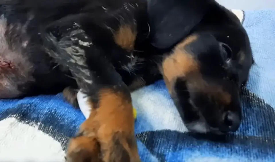 They dumped the puppy, who was shivering from the pain and cold, in the trash