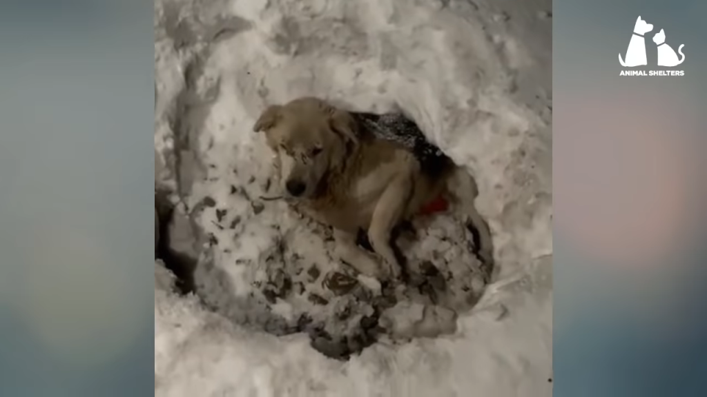 He laid crying in the snow hole quietly waiting to die after being shot