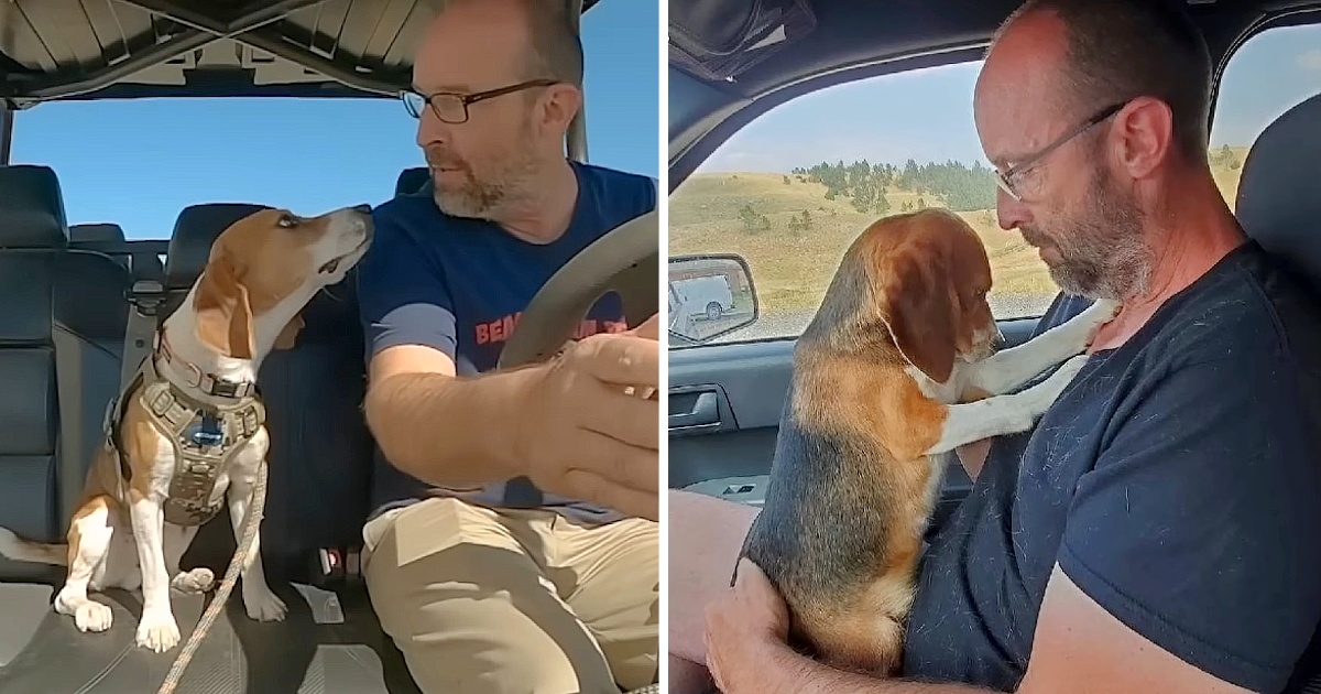 Lab Beagle Jumps Into Man’s Arms And Thanks Him For New Life - Puppies Love