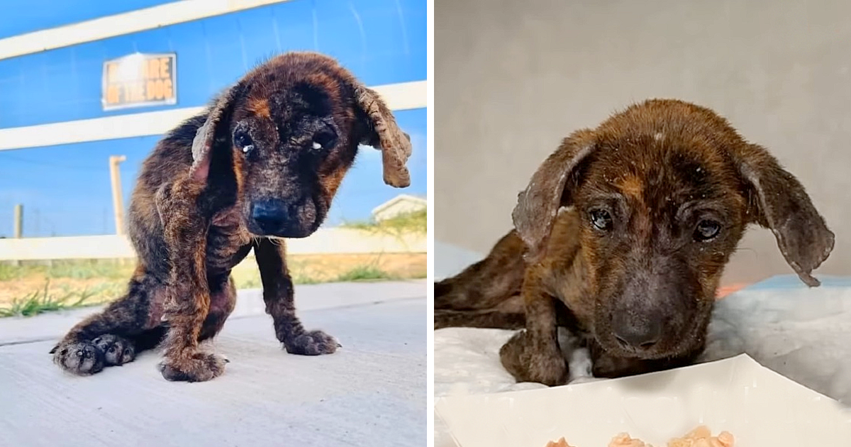 He was dumped on the church. He can’t walk, he is so sick, dehydrated and weak - Puppies Love