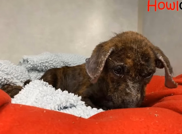 He was dumped on the church. He can’t walk, he is so sick, dehydrated and weak - Puppies Love