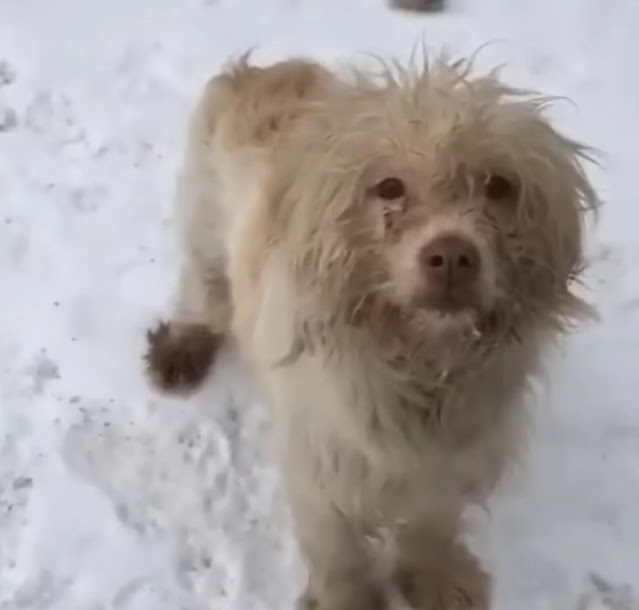 Hungry puppies line up in the snow waiting for their mother to beg for food - Puppies Love