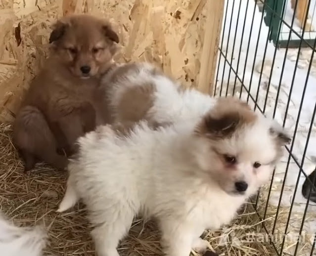 Hungry puppies line up in the snow waiting for their mother to beg for food - Puppies Love