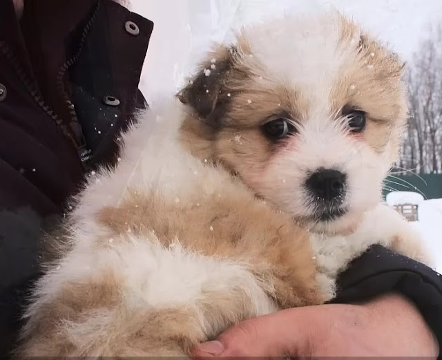 Hungry puppies line up in the snow waiting for their mother to beg for food - Puppies Love