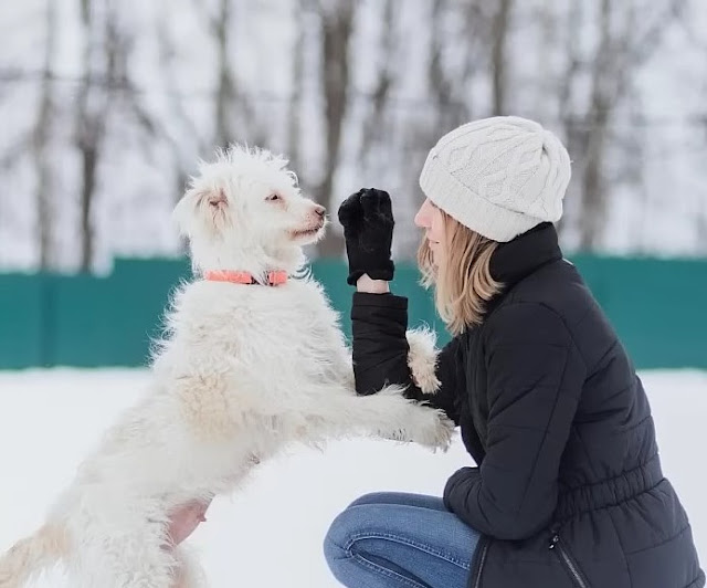 Hungry puppies line up in the snow waiting for their mother to beg for food - Puppies Love