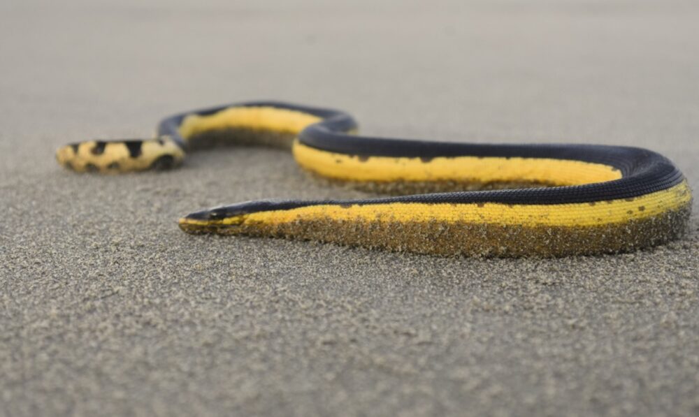 First time in 30 years that a highly poisonous sea snake has washed up on Californian shores - archeology and animals Blog