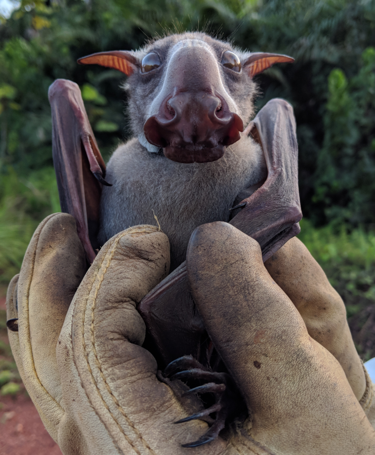 Learn about the Hammer-Headed Bat, a megabat from Africa regarded as one of the ugliest animals.