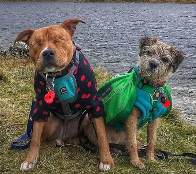 Blind Staffie Finds A Guide In His Forever Friend – Animal Blog