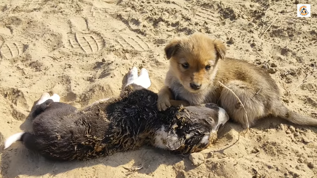 The poor dog decided to stay with his dead brother and refused to leave, it was in excruciating pain