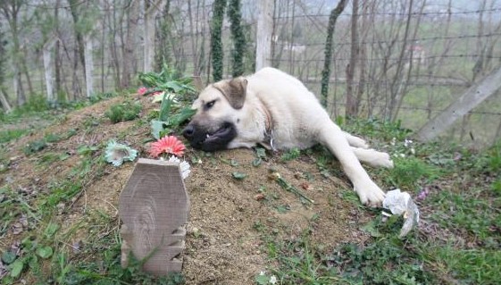 This ‘heartbroken’ dog ran away from home everyday to visit his dead owner’s grave - Puppies Love